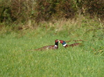 FZ009262 Two male common Pheasants (Phasisnus colchicus) in field.jpg